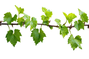 Fresh green grapevine leaves on a branch against a transparent background. showcasing lush foliage. Ideal for nature, gardening, and vineyard-themed projects. png
