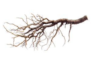 Isolated tree branch with intricate roots against a transparent background. showcasing rugged texture and organic details. png