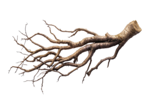 Isolated image of an intricate tree root system with extensive branches, perfect for natural themes and botanical designs. png