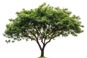 This image features a large, lush, green tree with dense foliage and sprawling branches, perfect for nature and landscape projects. png