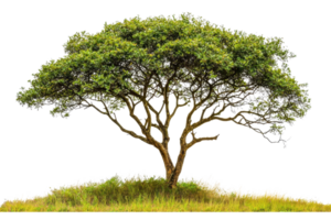 Majestic tree with a broad canopy, isolated on transparent background. Perfect for nature, landscape, and environmental themes. png