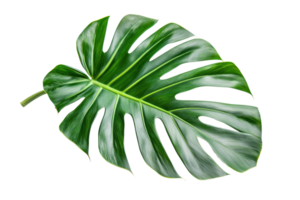 High-resolution image of a vibrant green monstera leaf isolated on a transparent background. showcasing its unique natural texture and pattern. png
