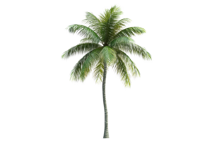 Lush green palm tree isolated on a transparent background. representing tropical vibes and exotic nature in a high-quality stock image. png