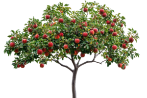 Lush apple tree laden with ripe red apples, featuring vibrant green leaves and sturdy branches, isolated on a transparent background. png