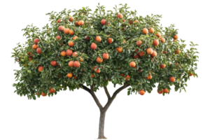 Lush apple tree laden with ripe red apples, isolated on transparent background. Perfect for agricultural and horticultural visuals. png
