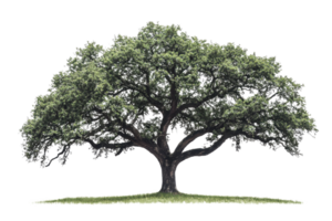 Majestic, sprawling tree with dense green foliage and thick branches extending from a sturdy trunk, isolated on a transparent background. png