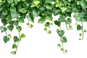 Lush green ivy leaves hanging down against a transparent background. creating a natural, botanical border or frame, perfect for decoration projects. png