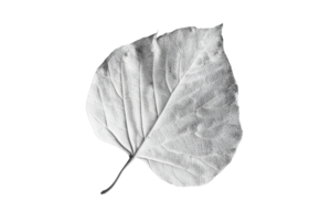 Minimalist black and white image of a single leaf on a transparent background. highlighting texture and details. Perfect for nature-themed projects. png