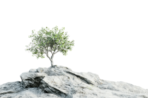 Lone green tree atop rugged rocky terrain, symbolizing resilience and solitude in a natural landscape against a transparent background. png