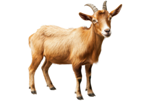 Portrait of a brown goat with horns looking forward, isolated on a transparent background. Perfect for farm and nature-related themes. png