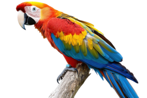 Vibrant, colorful parrot perched on a branch displaying its beautiful feathers. Perfect for nature, wildlife, and exotic bird themes. png