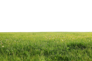 Vast green meadow with wildflowers under clear sky, serene landscape perfect for nature backgrounds, peaceful sensations, copy space above. png