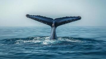 Humpback Whale Tail Fluke Breaking the Surface photo