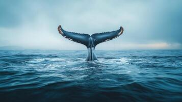Whale Tail Breaking the Surface of the dark blue Ocean. photo
