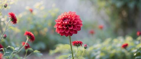 Red Dahlia Bloom in Garden Setting with Blurred Background and Floral Design. photo