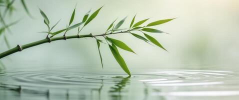Close up of a bamboo branch partially submerged in tranquil water creating ripples reflecting serene natural beauty. photo