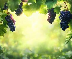 Grapes hanging from vine in a lush vineyard at sunrise, showcasing vibrant colors and natural beauty photo
