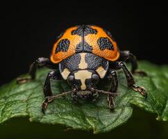 Colorful beetle perched on a green leaf showcasing its vibrant orange and black patterns in nature photo