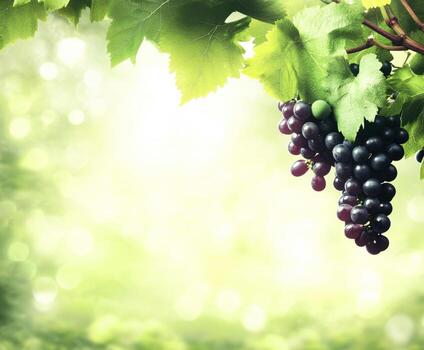Grapes hang from a vine against a soft, blurred green background during a sunny day in a vineyard setting photo