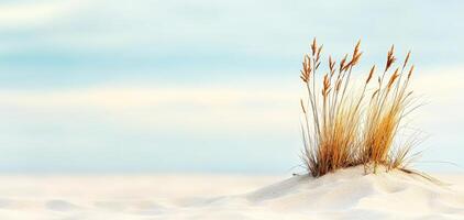 small patch of vegetation with tall grass growing on sandy soil, showcasing resilience in serene landscape. soft colors create calm and peaceful atmosphere photo