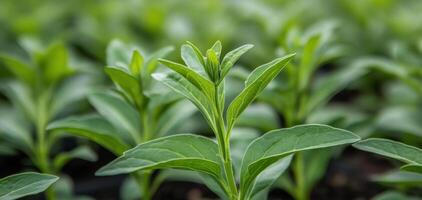 Fresh green stevia plants growing in lush field, showcasing vibrant leaves and healthy growth. image captures essence of nature and agriculture photo