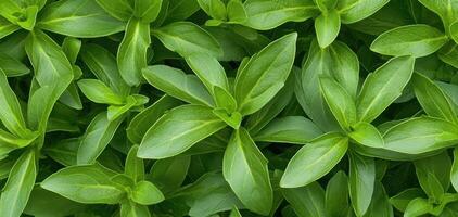 Fresh green stevia leaves with vibrant texture and rich color create lush, natural backdrop. intricate patterns and healthy appearance evoke sense of vitality and freshness photo