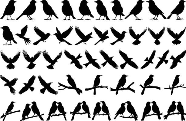 Black Bird Silhouettes Set With Different Poses