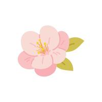 Spring pink flower on white background. Flower of tree, Japanese cherry tree. botanical element vector