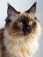 A calico cat looks up with a curious expression, its fur catching the light photo