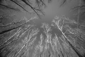 Bare trees under a clear sky in black and white image photo