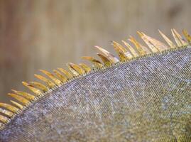 Macro of scales and spines from a green iguana - Iguana iguana. photo