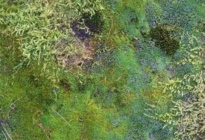 Dense moss layer with species of different shapes and colors seen from above photo