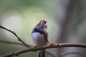 Male zebra finch - Taeniopygia guttata - sitting on a twig. photo