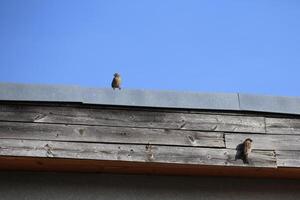 Couple of house sparrows - Passer domesticus - sitting at the side of a roof. photo