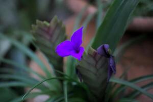 Violet bromelia with selective focus emphasizing the blossom. photo