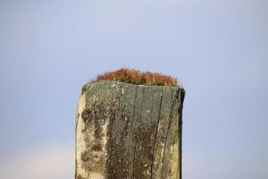 Red moss on top of a wooden pole with selective focus. photo