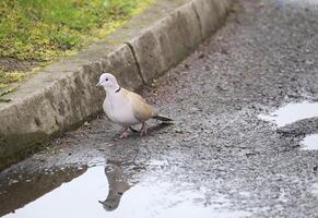 A Eurasian collared dove - Streptopelia decaocto - at the side of the curb photo