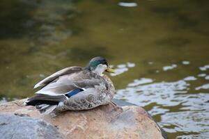 A male mallard - Anas platyrhynchos - during molt sitting on a stone. photo