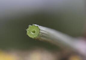 Close up of a cross-section of a Chervil - Anthriscus - stem. photo