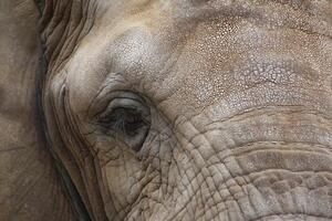 Close up of the face of an african elephant - Loxodonta africana. photo