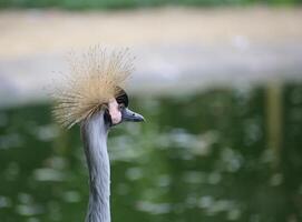 Head of a grey crowned crane - Balearica regulorum - with speckled blurry background. photo