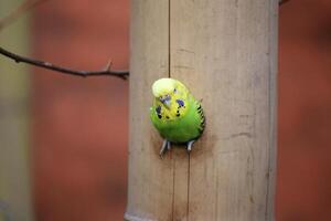 Budgie - Melopsittacus undulatus - sitting in a hole in the wood. photo