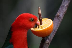 Australian king parrot - Alisterus scapularis - eating an orange. photo