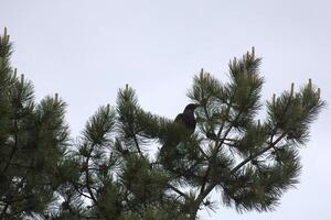 Common raven - Corvus corax - sitting on a conifer. photo