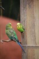 Budgie - Melopsittacus undulatus - sitting in a hole in the wood with another one in front of it. photo