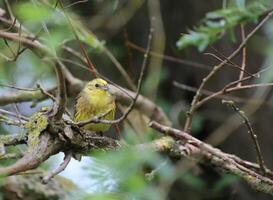Yellowhammer - Emberiza citrinella - sitting on a twig. photo