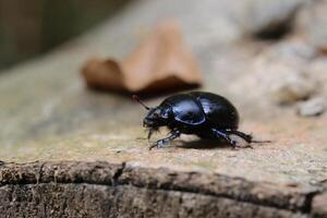 Dung beetle on stem in a forest in Germany. photo