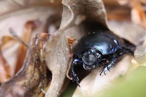 Dung beetle between brown leaves in a forest in Germany. photo