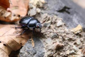 Dung beetle on brown leaves in a forest in Germany. photo