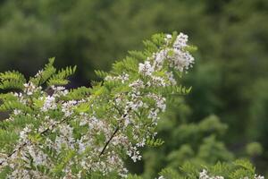 Flowering false acacia - Robinia pseudoacacia - with blurred green background photo